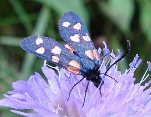 Zygaena transalpina